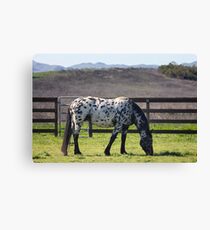 Spotted horse Canvas Print