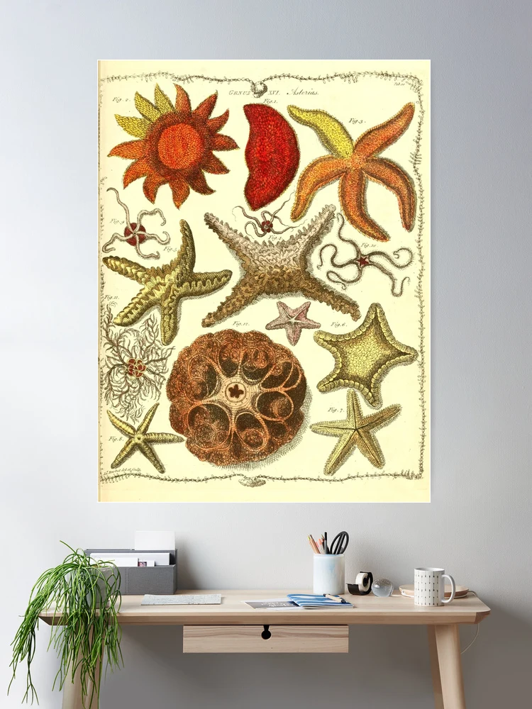 Society6 ケース VINTAGE STARFISH by Studio70 Vintage starfish digital print