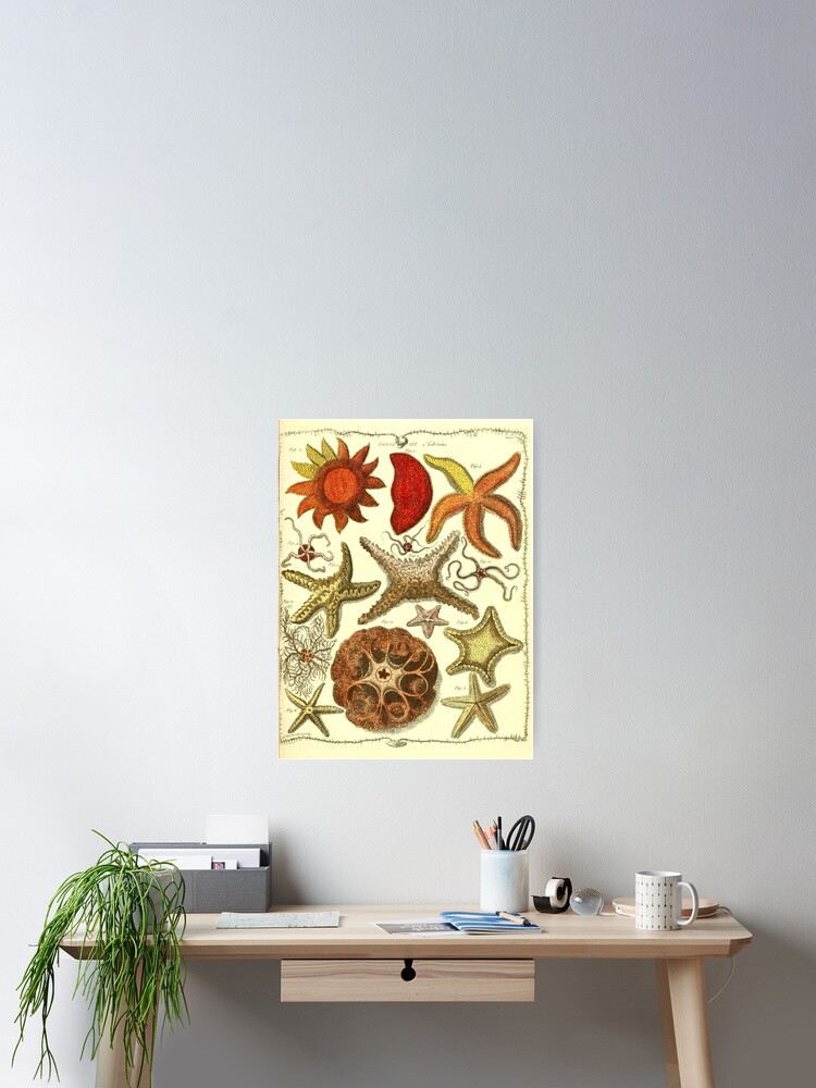 Vintage starfish digital print