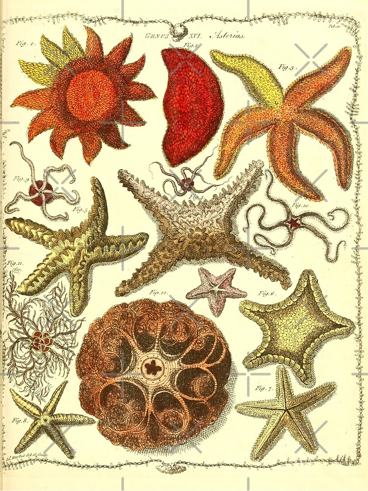 Society6 ケース VINTAGE STARFISH by Studio70 il_1080xN.2251593319_a0d6.jpg
