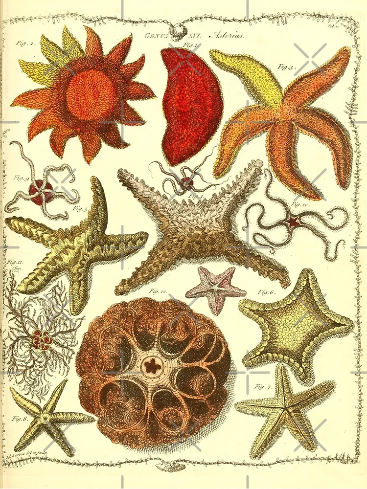Society6 ケース VINTAGE STARFISH by Studio70 il_340x270.6126192040_9ebw.jpg