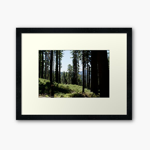 Item preview, A redwood forest designed and sold by photoclimber.