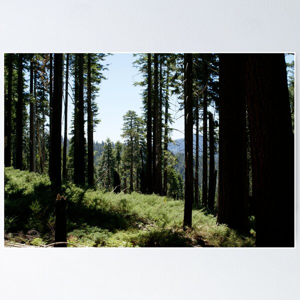 Item preview, A redwood forest designed and sold by photoclimber.