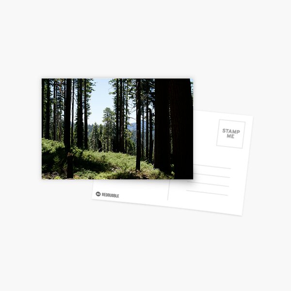 Item preview, A redwood forest designed and sold by photoclimber.