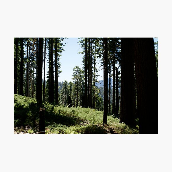 Item preview, A redwood forest designed and sold by photoclimber.