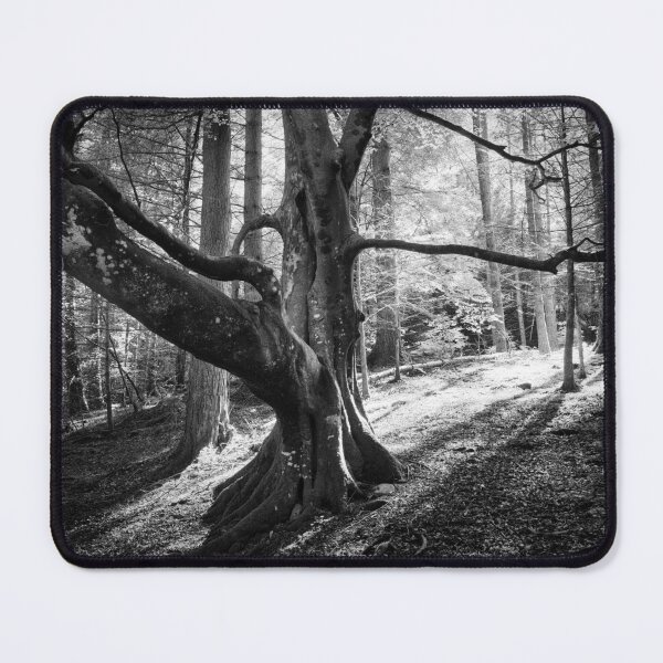 Item preview, Beech Tree Silhouette designed and sold by ShinyPhoto.