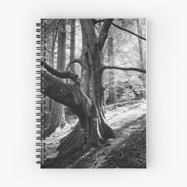Item preview, Beech Tree Silhouette designed and sold by ShinyPhoto.
