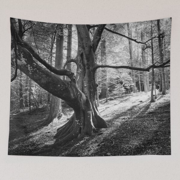 Item preview, Beech Tree Silhouette designed and sold by ShinyPhoto.