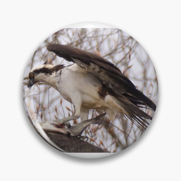 Item preview, Osprey take out lunch designed and sold by BirdsBugsBeyond.