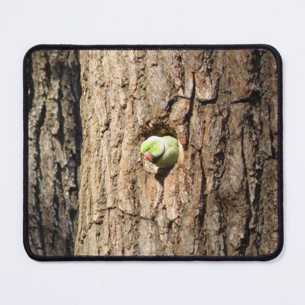 Item preview, Ring Necked Parakeet Peeking out of a tree hole photograph designed and sold by naturegallery.