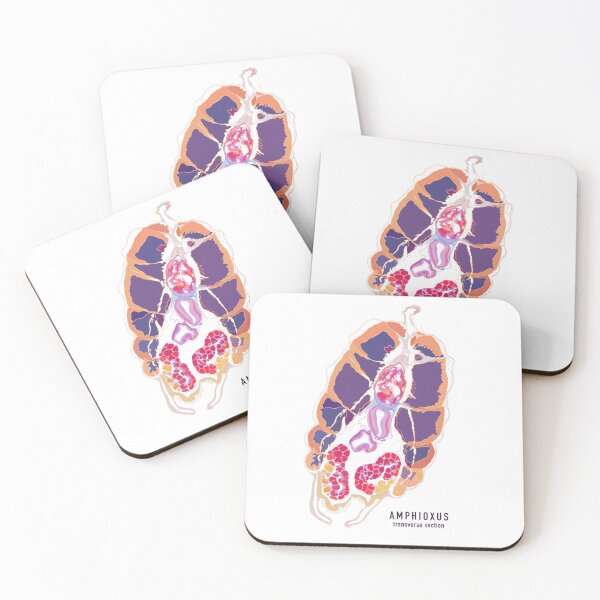 Item preview, Amphioxus biology dissection  designed and sold by ParticleStudios.