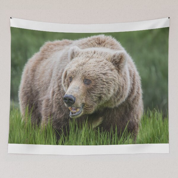 Item preview, Brown Bear in the Grass Alaska designed and sold by PhotoArt by Joan Carroll.