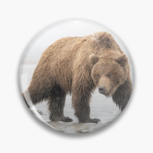 Item preview, A Fave Brown Bear Pose Alaska designed and sold by PhotoArt by Joan Carroll.