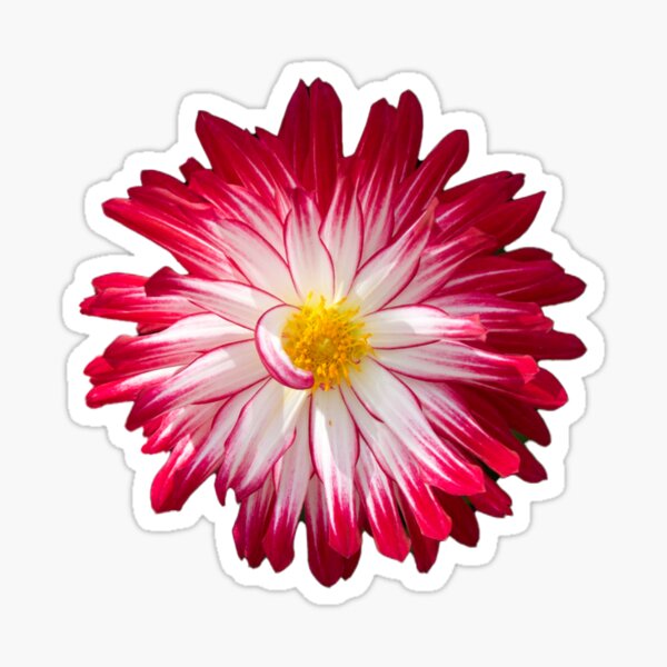 pink classic flowers, sticker pack,flower,Flower stickers for children and  adults Sticker for Sale by CirJan