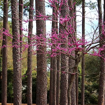 árbol de ciclamor oriental en otoño