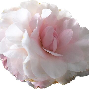 Artwork thumbnail, flower 01 by mystudiocreate