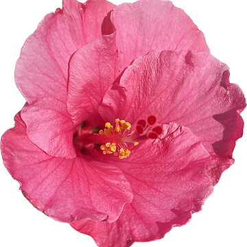 Artwork thumbnail, flower 07 by mystudiocreate