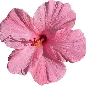 Artwork thumbnail, flower 08 by mystudiocreate
