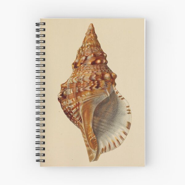 Item preview, Vintage seashell digital print designed and sold by dcrc.