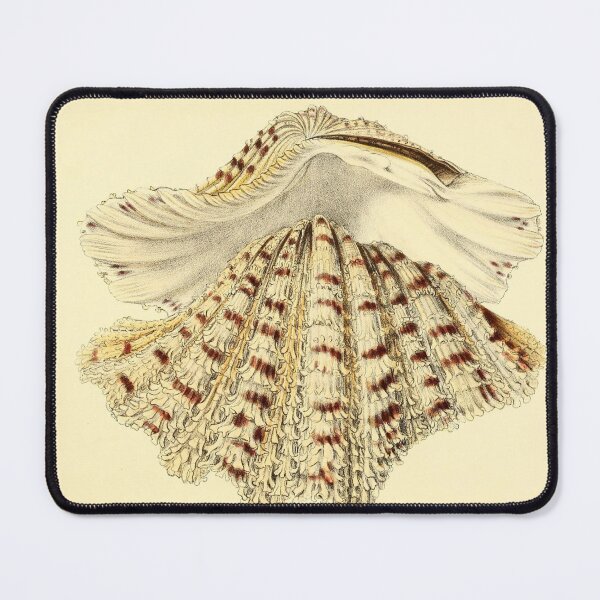 Item preview, Vintage seashell digital print designed and sold by dcrc.