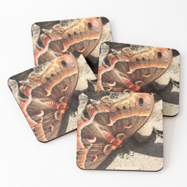 Item preview, Cecropia on Grave designed and sold by Eco-Artopia.