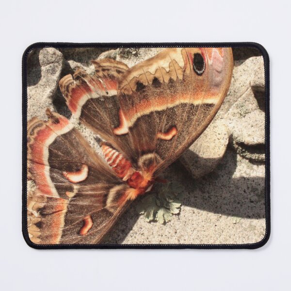 Item preview, Cecropia on Grave designed and sold by Eco-Artopia.