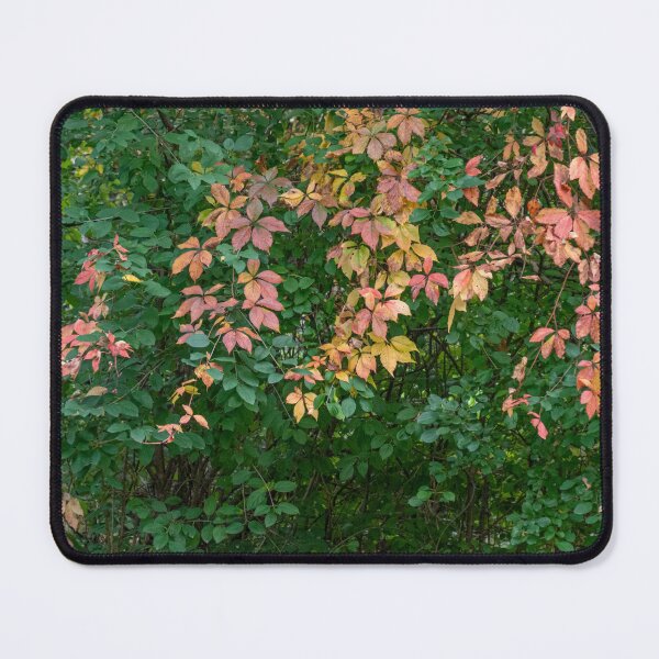 Item preview, The Beginning of Autumn Colour Changes designed and sold by Gerda Grice Photography.