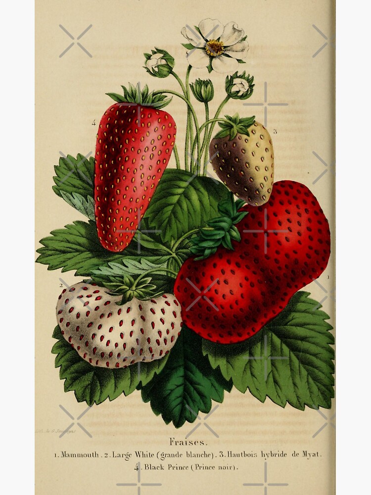 Vintage strawberry digital print | Sticker