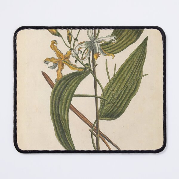 Item preview, Vintage vanilla bean digital print designed and sold by dcrc.