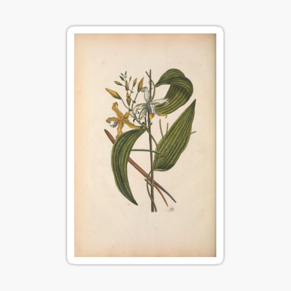 Item preview, Vintage vanilla bean digital print designed and sold by dcrc.