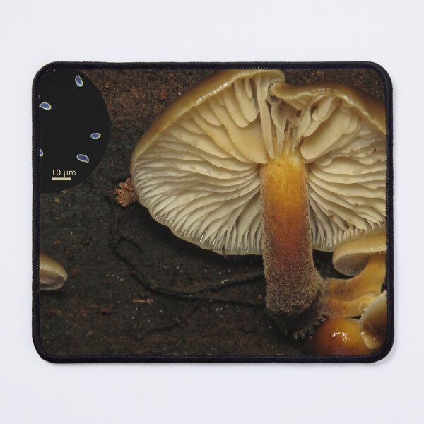 Item preview, Flammulina velutipes (velvet foot mushroom) designed and sold by SDym Photography.
