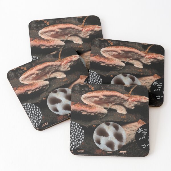 Item preview, Rosy conk (Fomitopsis cajanderi) designed and sold by SDym Photography.
