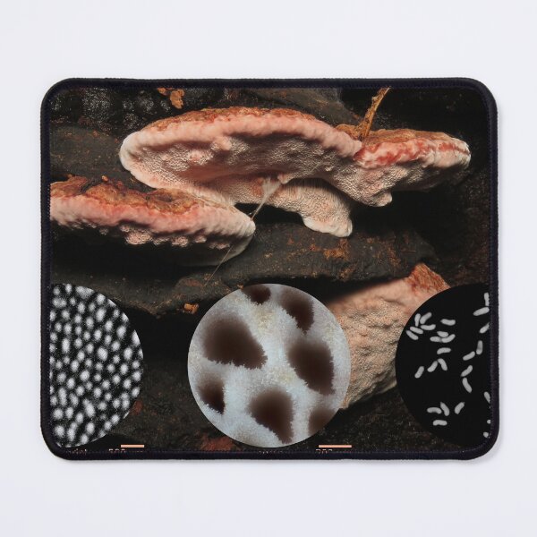Item preview, Rosy conk (Fomitopsis cajanderi) designed and sold by SDym Photography.
