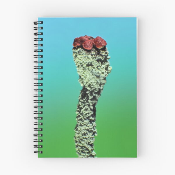 Item preview, Cladonia lichen under the microscope designed and sold by SDym Photography.