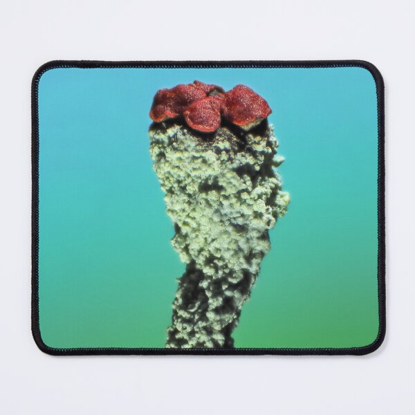 Item preview, Cladonia lichen under the microscope designed and sold by SDym Photography.