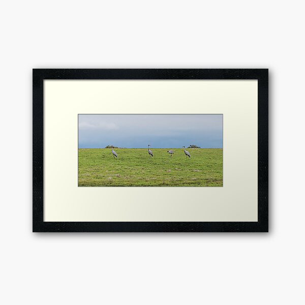 Brolgas near Taylors Lake, Wimmera Framed Art Print