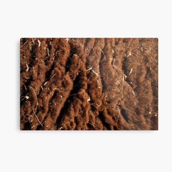 Brown Sheep Wool Metal Print