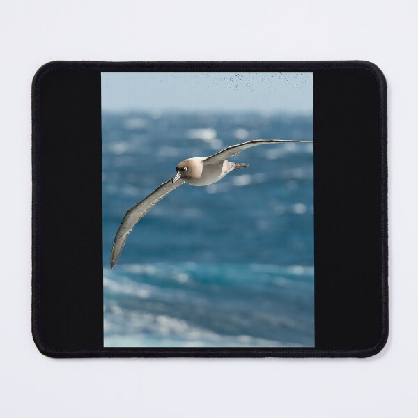Item preview, Light-mantled sooty albatross 	 	 designed and sold by hqvhgwtr84.
