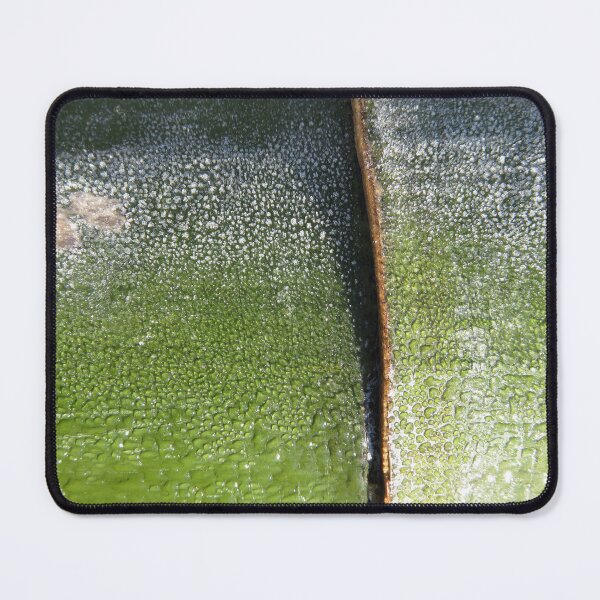 Item preview, Aurora bamboo designed and sold by yvesrossetti.