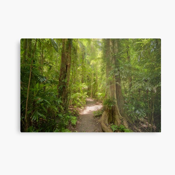 Item preview, Dorrigo Rainforest Walk designed and sold by BFPHOTO.