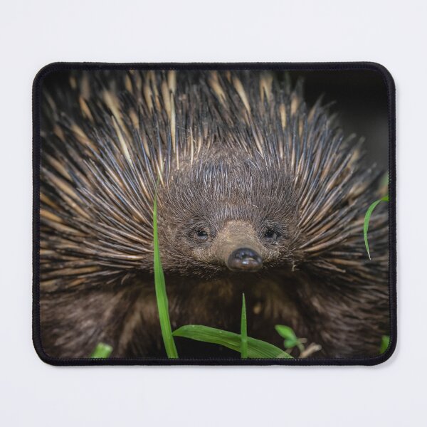 Item preview, Echidna Portrait designed and sold by Kurt Petersen.