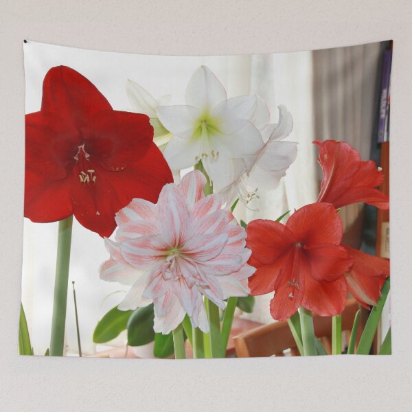 Item preview, My 2018 Amaryllis designed and sold by AnnDixon.