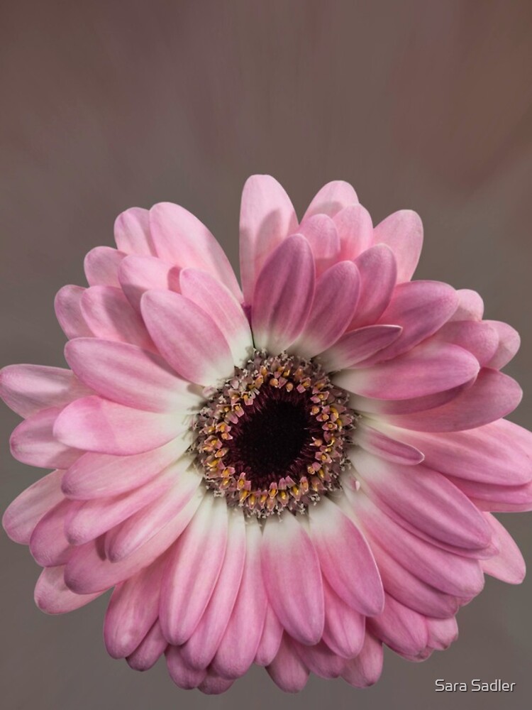 Single pink Gerbera Flower by sadler2121