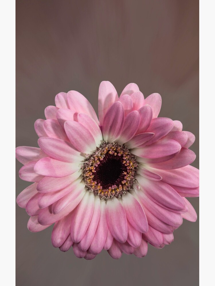 Single pink Gerbera Flower by sadler2121