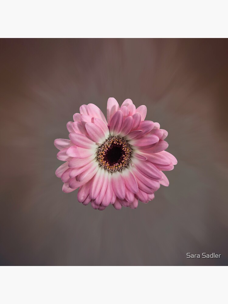 Single pink Gerbera Flower by sadler2121