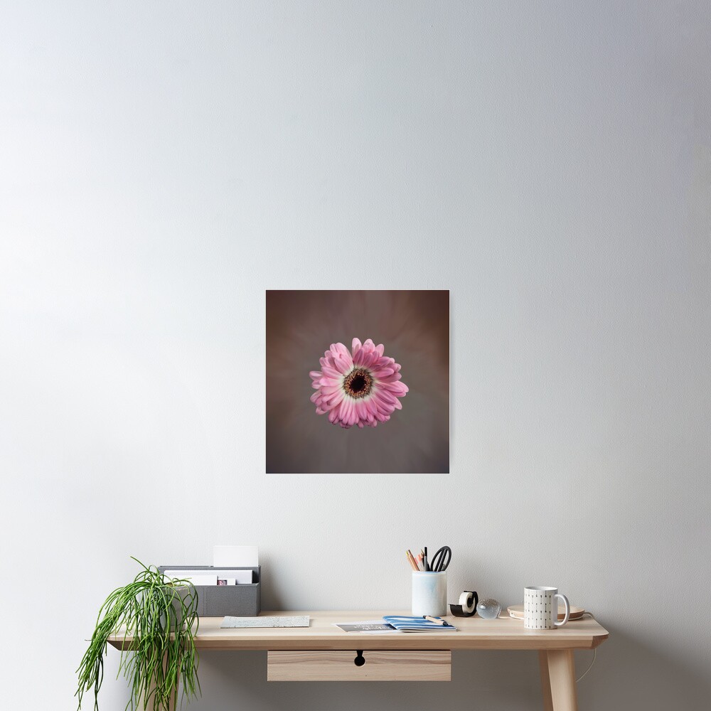 Single pink Gerbera Flower Poster