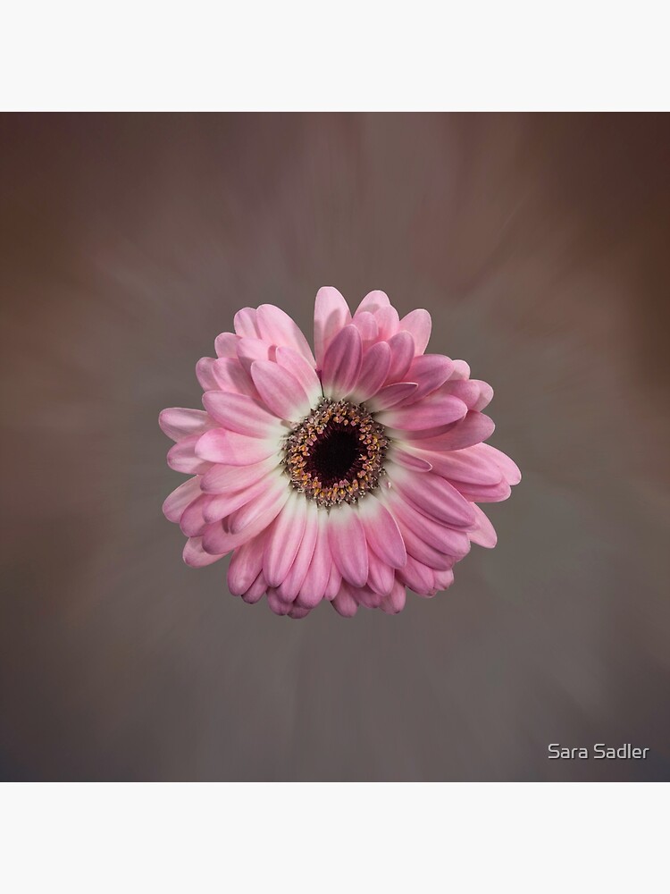 Single pink Gerbera Flower by sadler2121
