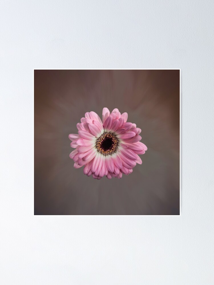 Alternate view of Single pink Gerbera Flower Poster