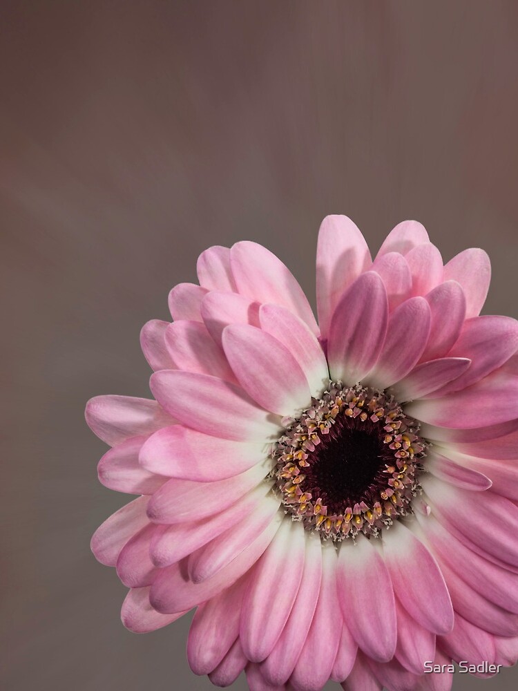 Single pink Gerbera Flower by sadler2121