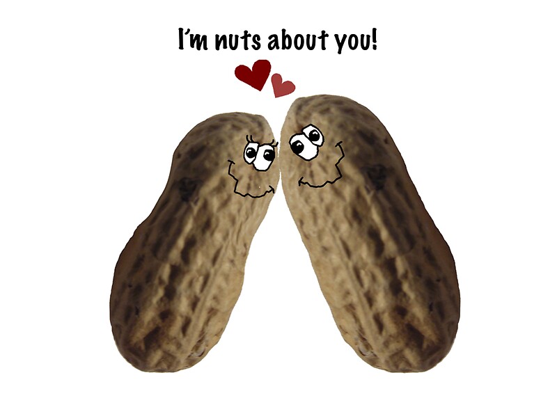 "I'm nuts about you!" by graphicdoodles Redbubble